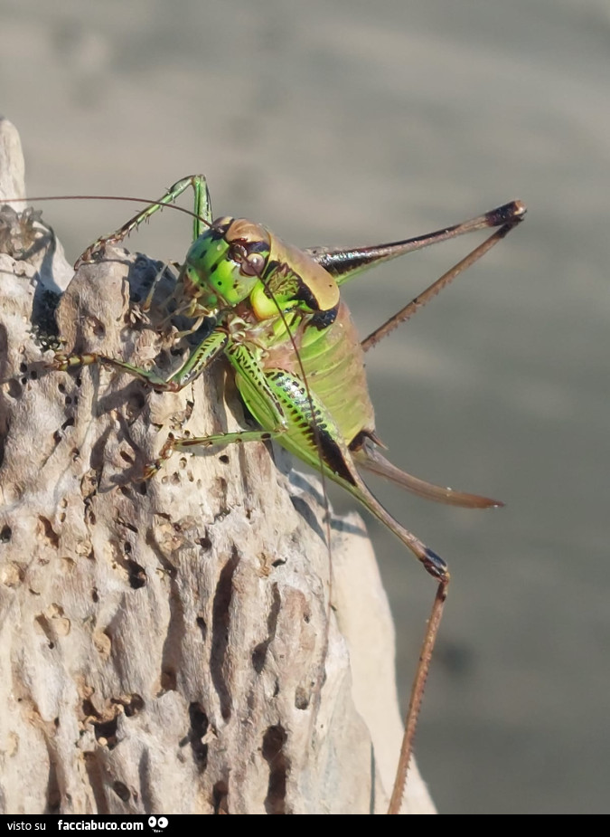 Vaccata
