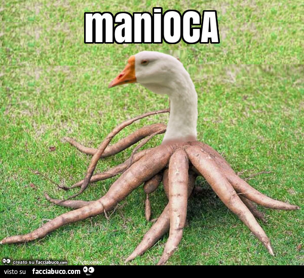 Manioca