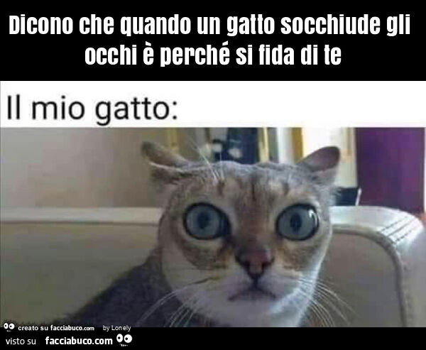 Dicono che quando un gatto socchiude gli occhi è perché si fida di te