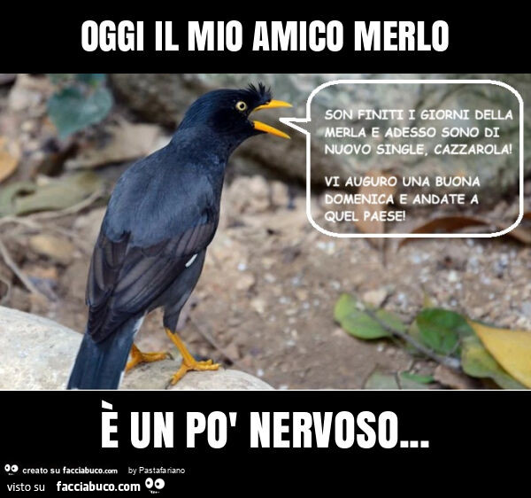 Oggi il mio amico merlo è un po' nervoso