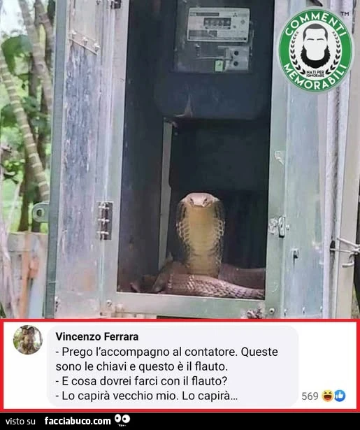 Vaccata