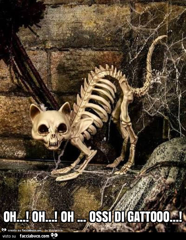 Oh&hellip; ! Oh&hellip; ! Oh&hellip; ossi di gattooo