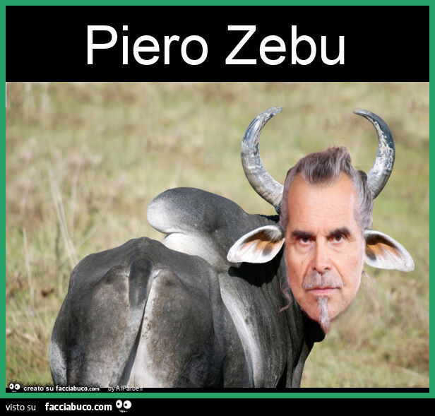 Piero zebu