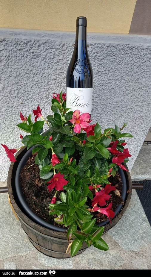 Vaccata