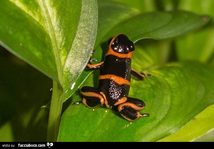 Ranocchia nera e arancione