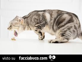Vaccata