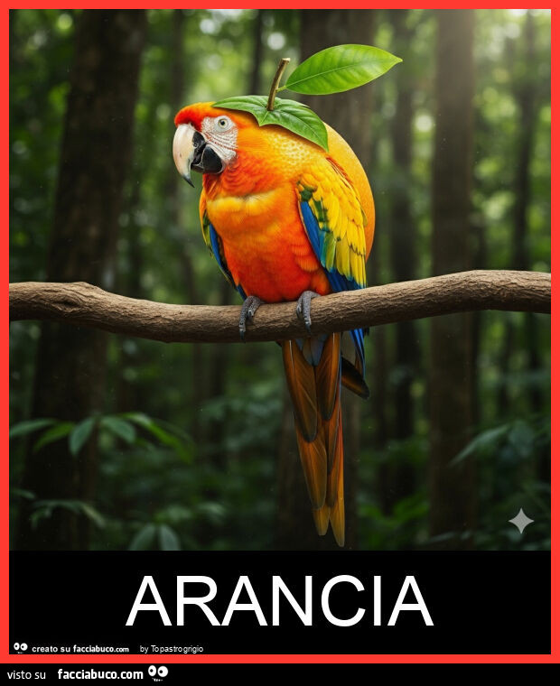 Arancia