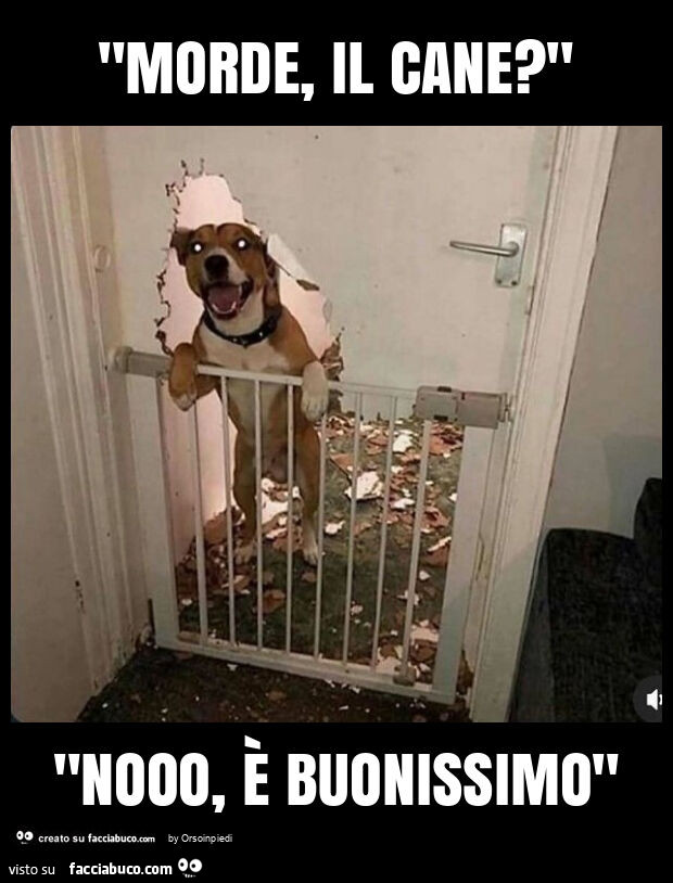 "morde, il cane? " "Nooo, è buonissimo"