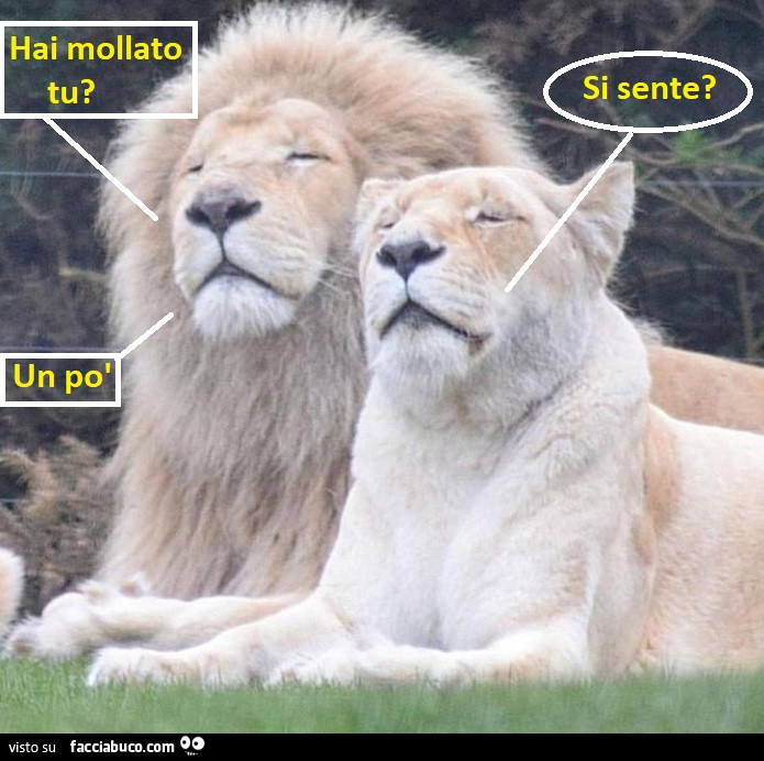 Coppia di Leoni, scoregge umoristiche