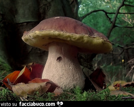 Vaccata