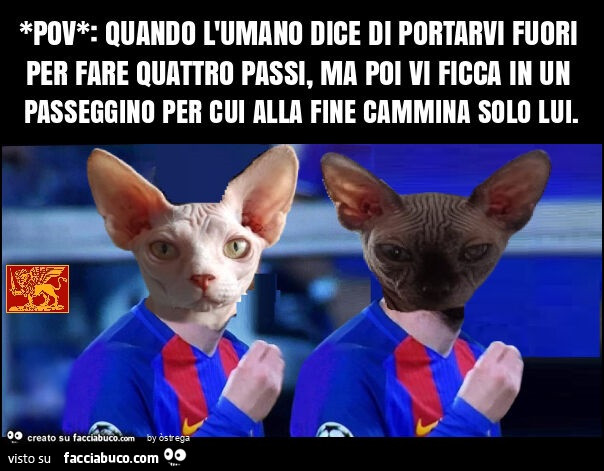 *pov*: quando l'umano dice di portarvi fuori per fare quattro passi, ma poi vi ficca in un passeggino per cui alla fine cammina solo lui