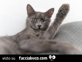 Vaccata