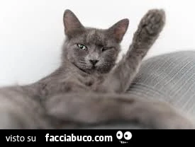 Vaccata