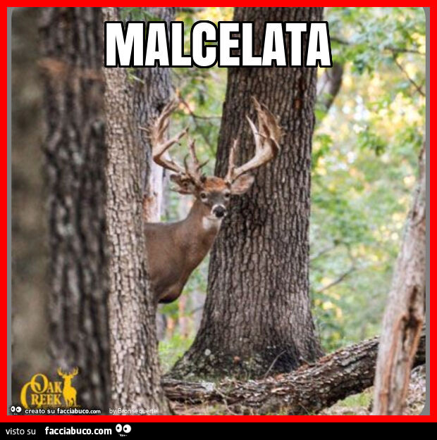 Malcelata