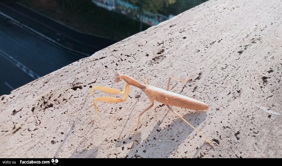 Vaccata