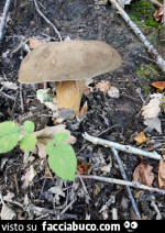 Vaccata