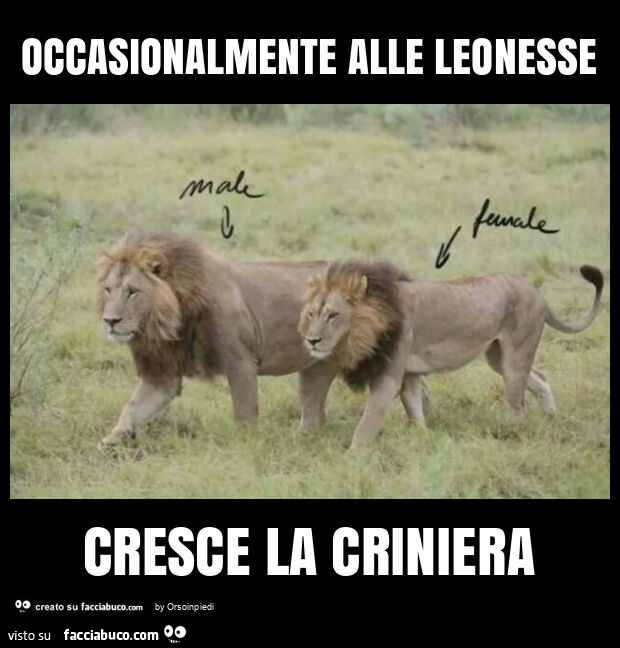 Occasionalmente alle leonesse cresce la criniera