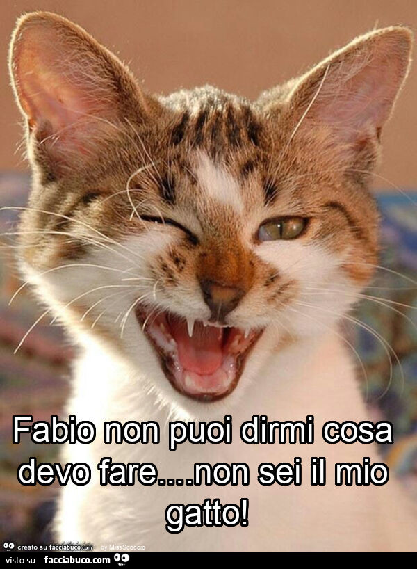 Fabio non puoi dirmi cosa devo fare… non sei il mio gatto