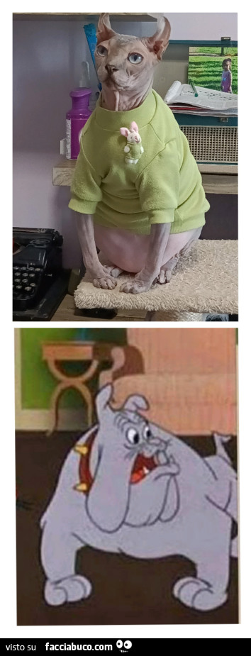 Vaccata