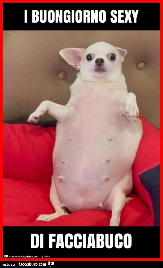 I buongiorno sexy di facciabuco cane