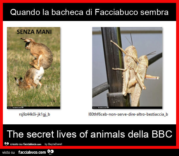 Quando la bacheca di facciabuco sembra the secret lives of animals della bbc