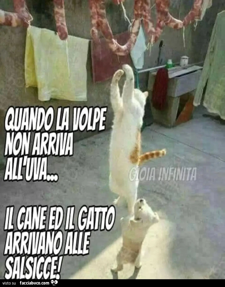 Vaccata
