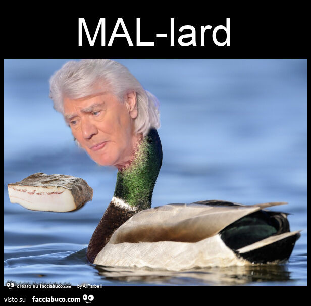 Mal-lard