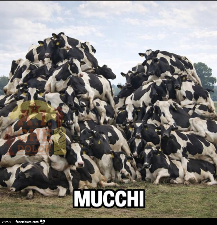 Mucche