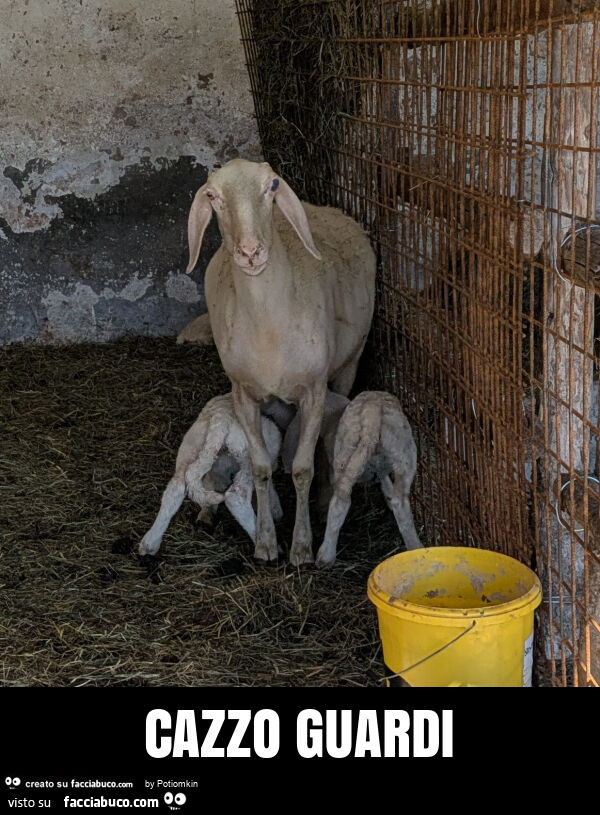Cazzo guardi