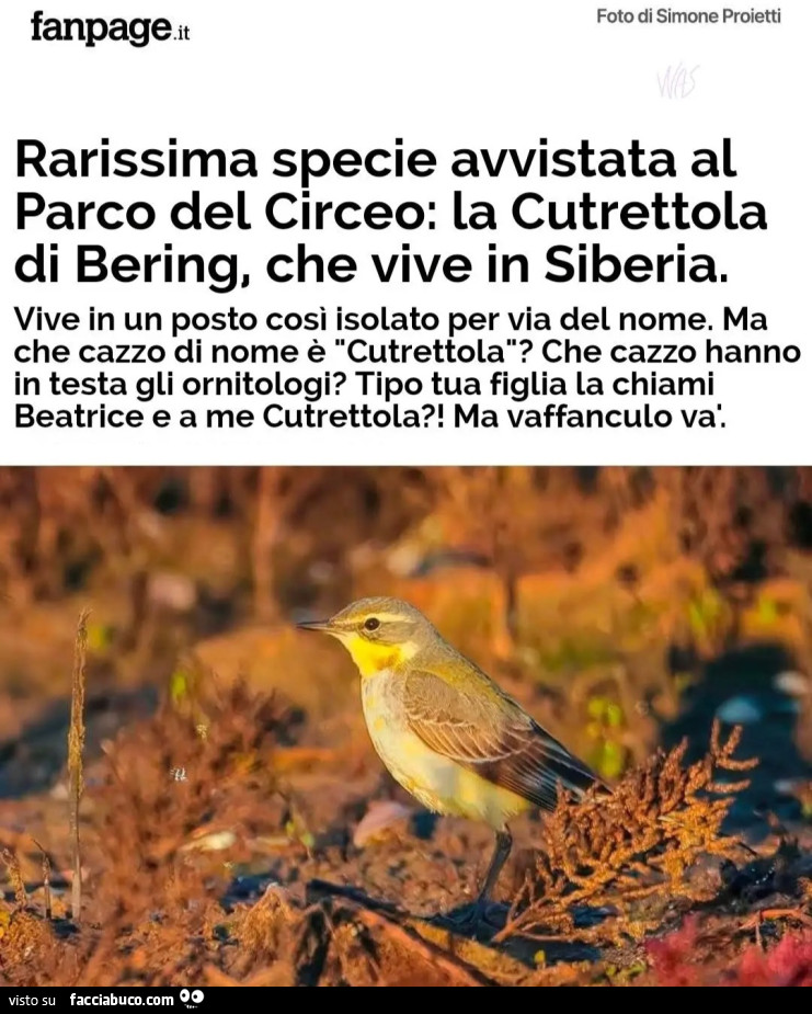 Rarissima specie avvistata al Parco del Circeo: la Cutrettola di Bering, che vive in Siberia. Vive in un posto così isolato per via del nome. Ma che cazzo di nome è "Cutrettola"? Che cazzo hanno in testa gli ornitologi? Tipo tua figlia la chiami