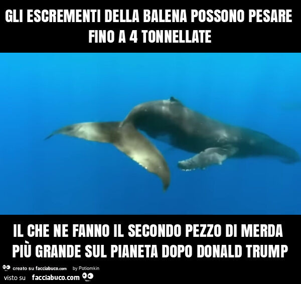 Gli escrementi della balena possono pesare fino a 4 tonnellate il che ne fanno il secondo pezzo di merda più grande sul pianeta dopo donald trump