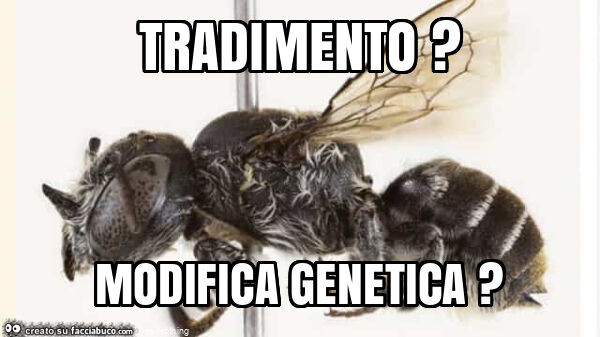 Tradimento? Modifica genetica?