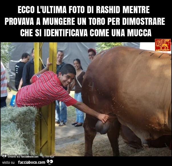 Ecco l'ultima foto di rashid mentre provava a mungere un toro per dimostrare che si identificava come una mucca