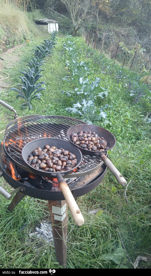 Vaccata