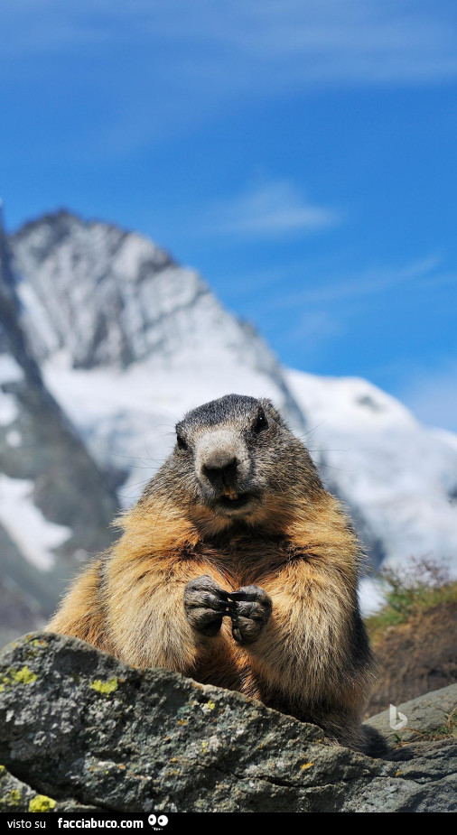 Marmotta