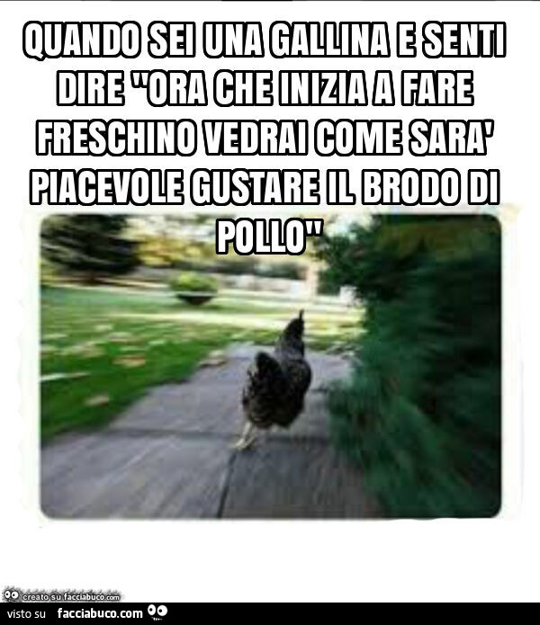 Quando sei una gallina e senti dire "ora che inizia a fare freschino vedrai come sarà piacevole gustare il brodo di pollo"