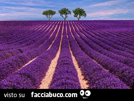 Lavanda