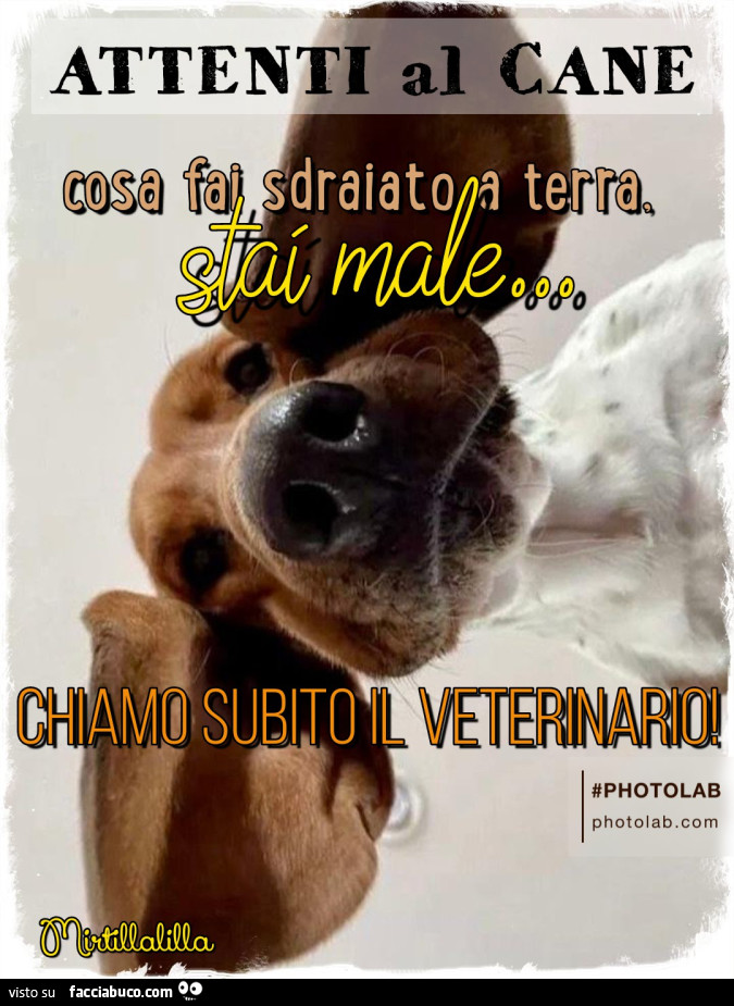 Chiamo il veterinario