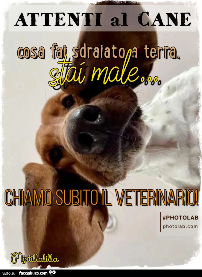 Chiamo il veterinario