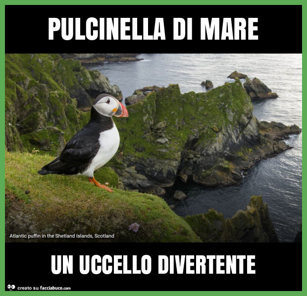 Pulcinella di mare un uccello divertente