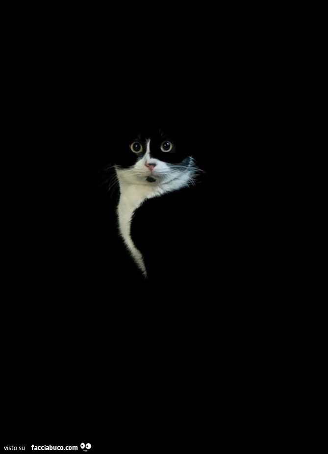 Gatto bianco e nero