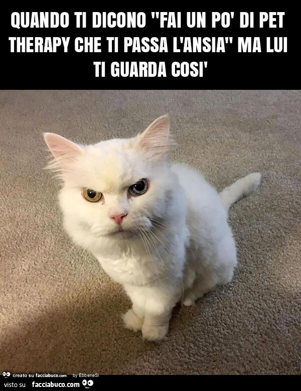 Quando ti dicono "fai un po' di pet therapy che ti passa l'ansia" ma lui ti guarda così