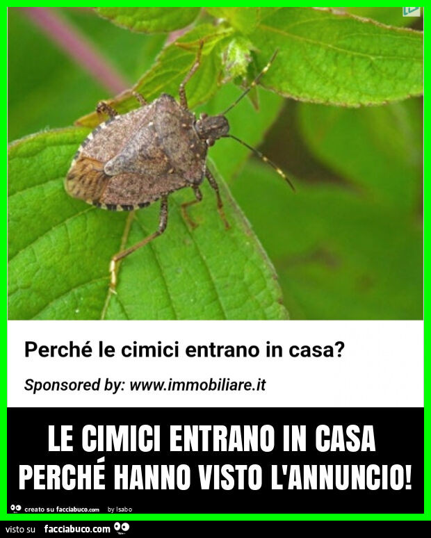 Le cimici entrano in casa perchรฉ hanno visto l'annuncio