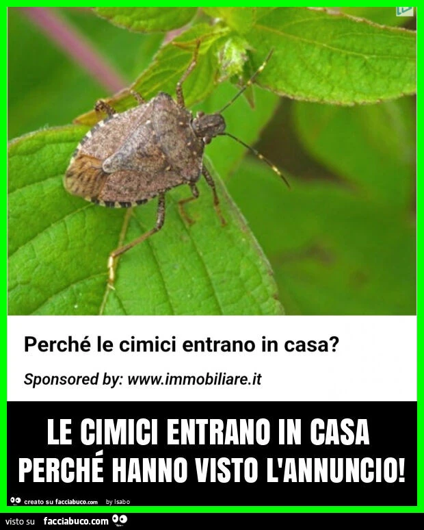 Le cimici entrano in casa perché hanno visto l'annuncio