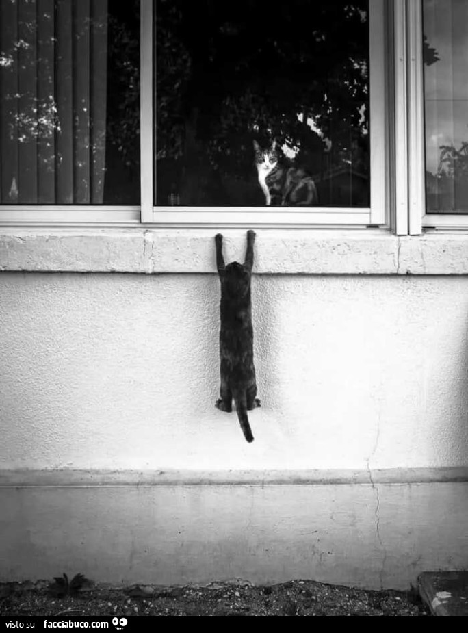 Il gatto amante aggrappato alla finestra ed il gatto marito appena rientrato a casa che controlla dalla finestra