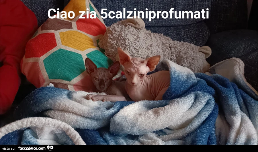 Vaccata