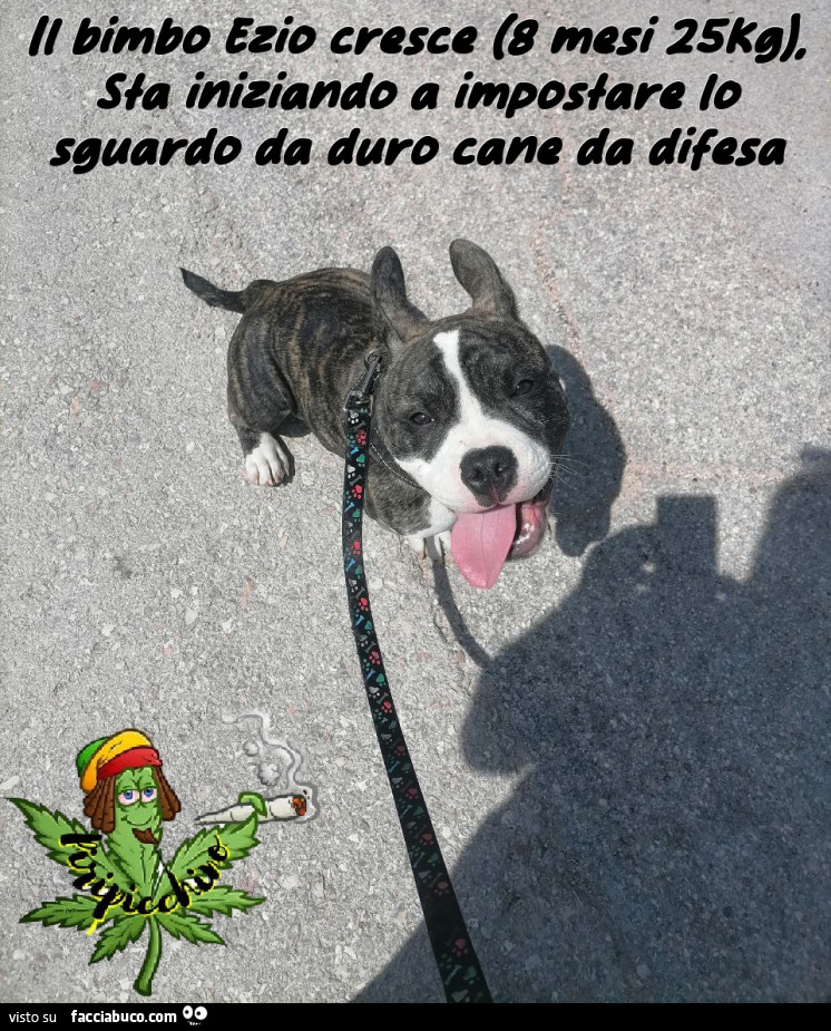 Vaccata