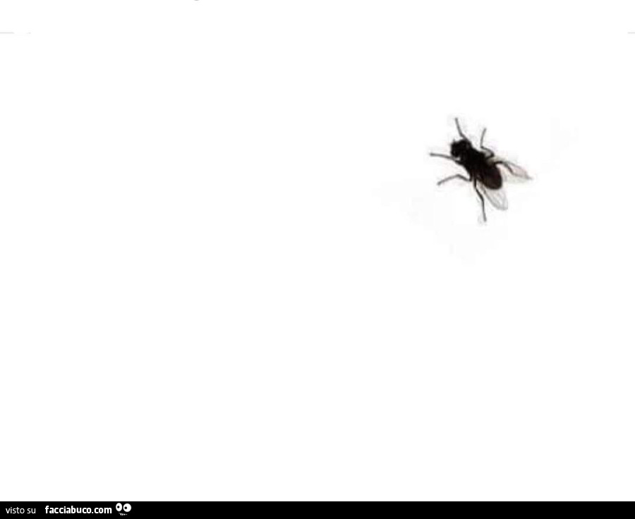 Mosca