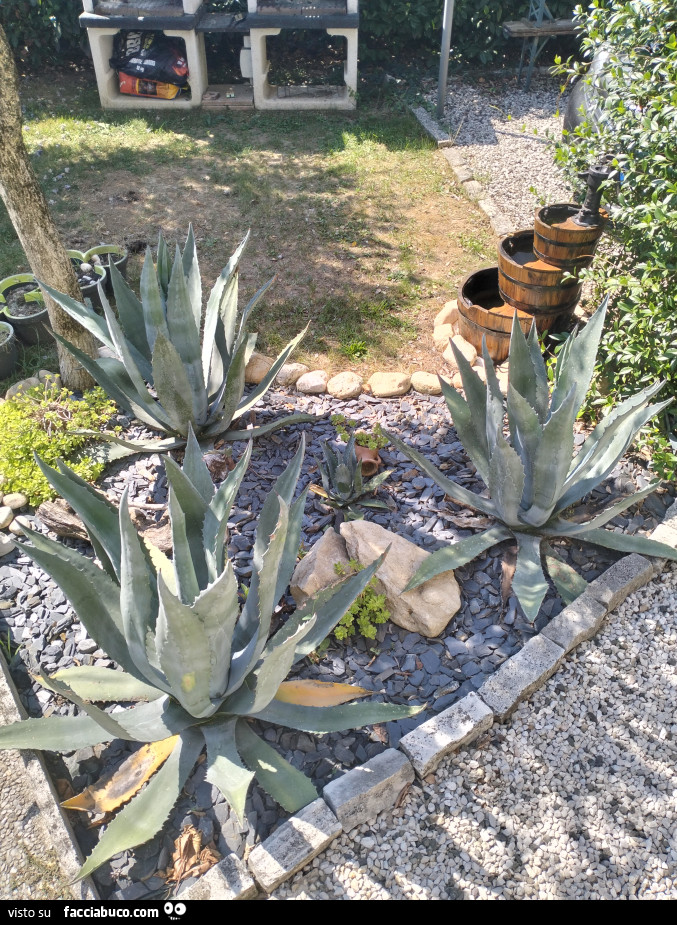 Giardino