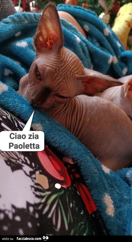 Vaccata